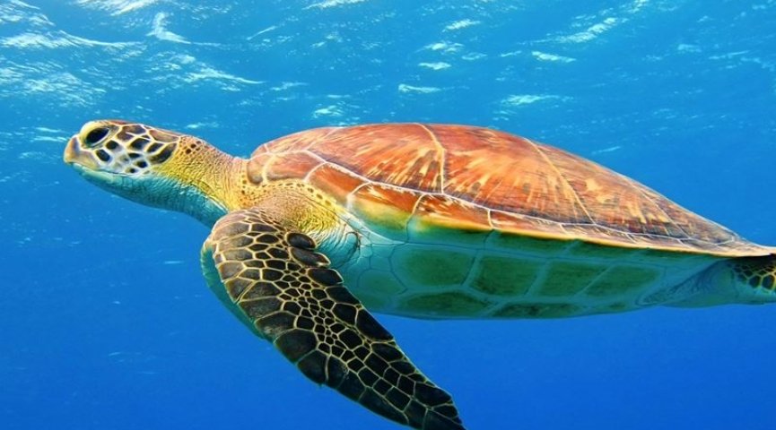 Fethiye - Kekova - Adrasan - Antalya Turu